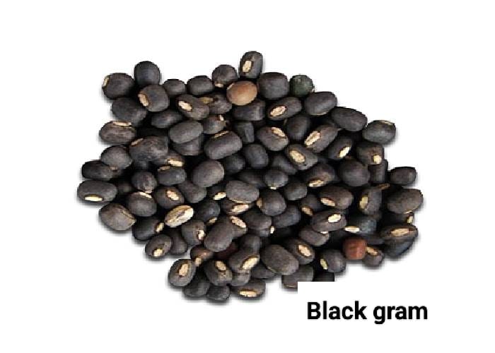 Seed
